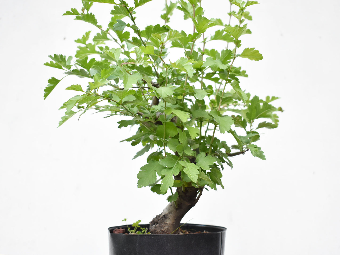 ESPINO BLANCO (Crataegus Monogyna)