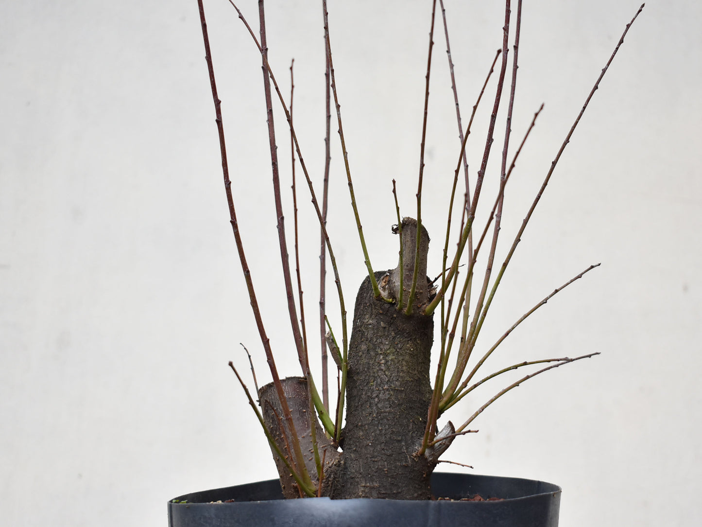 CIRUELO SILVESTRE (Prunus Cerasifera)