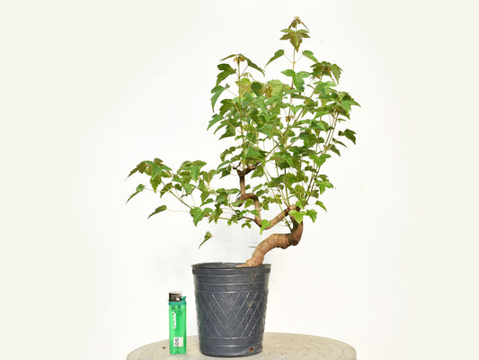 KAEDE (Arce Buergerianum)