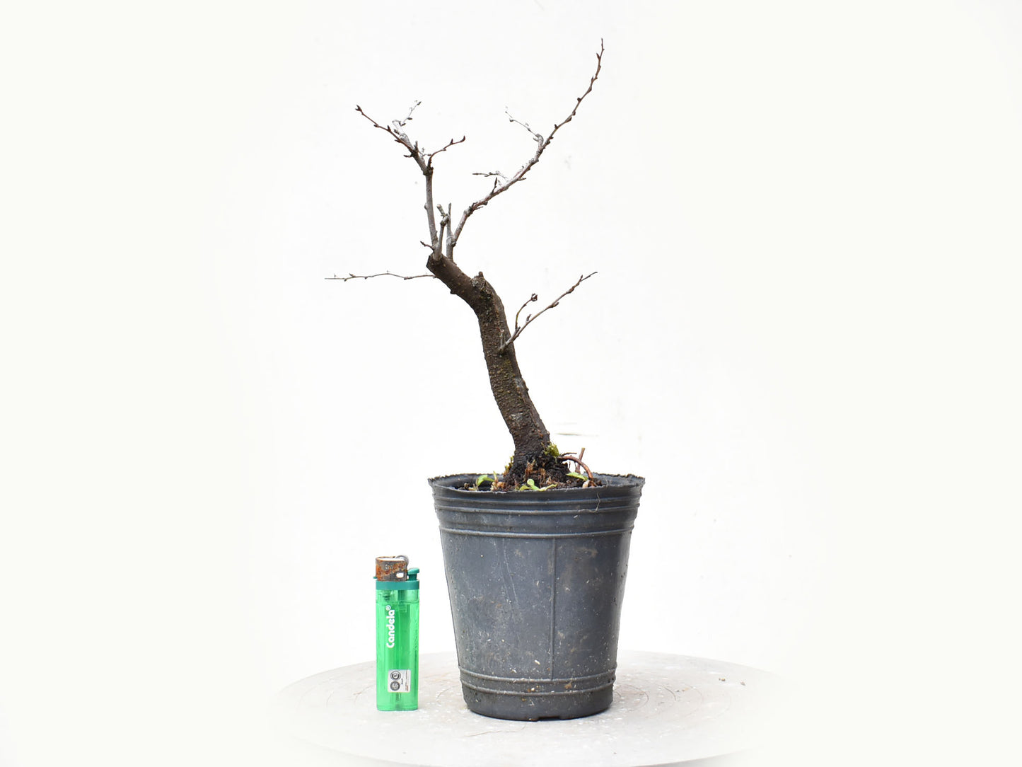 ENDRINO (Prunus Spinosa)