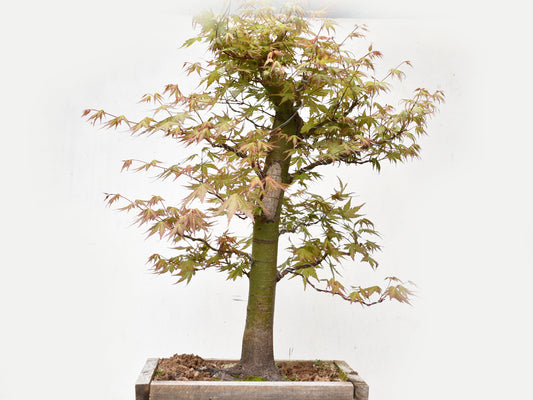 ARCE JAPONES (Acer Palmatum)