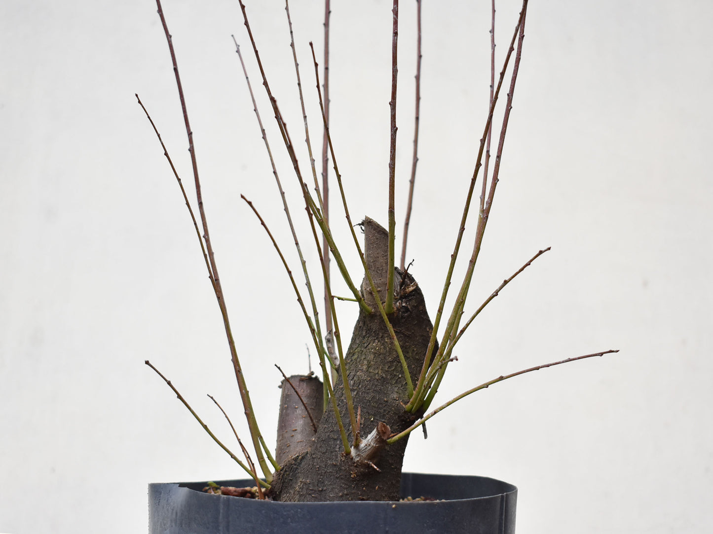 CIRUELO SILVESTRE (Prunus Cerasifera)