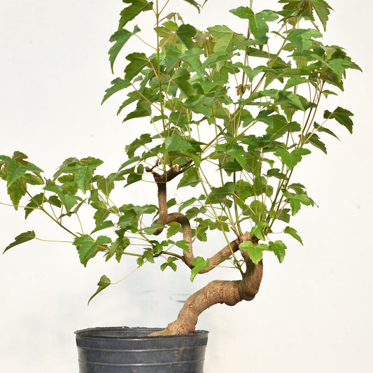 KAEDE (Arce Buergerianum)