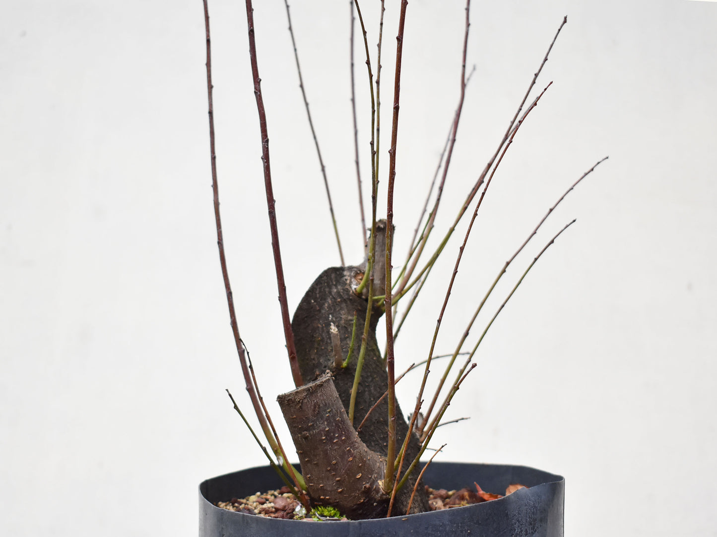 CIRUELO SILVESTRE (Prunus Cerasifera)