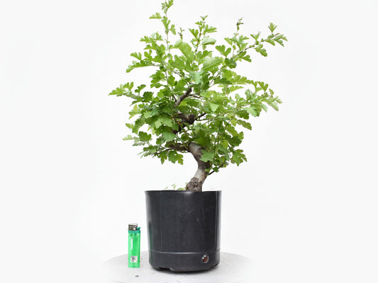 ESPINO BLANCO (Crataegus Monogyna)