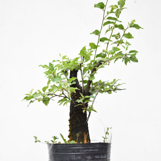 ENDRINO (Prunus Spinosa)