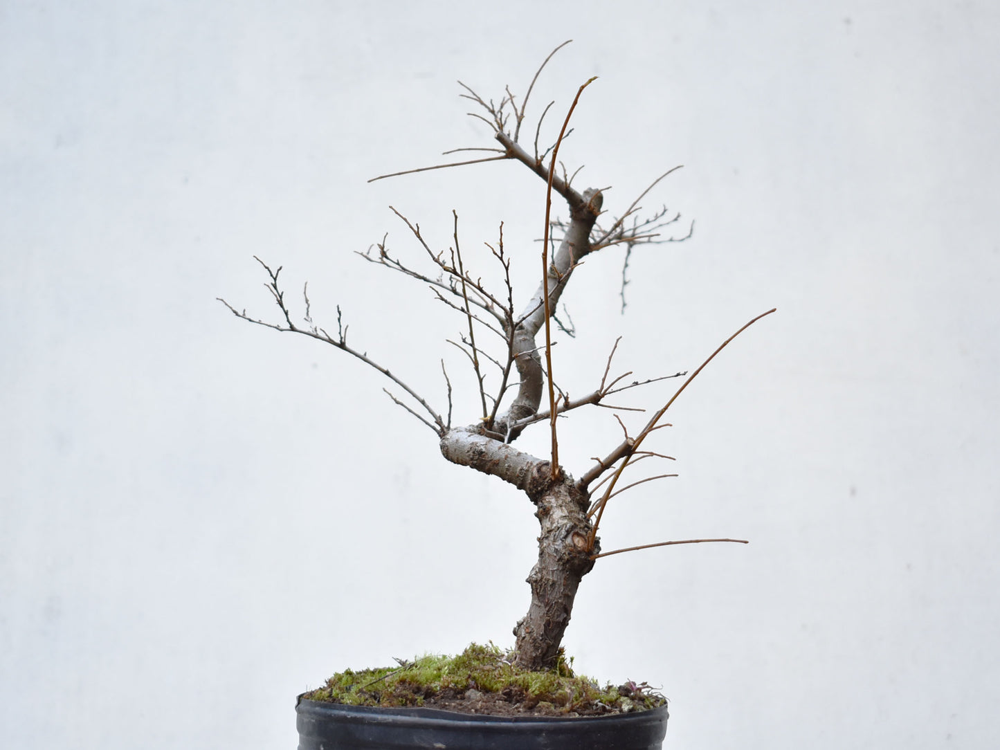 OLMO CHINO (Ulmus Parvifolia)