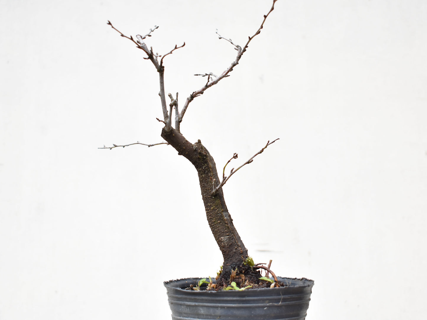 ENDRINO (Prunus Spinosa)