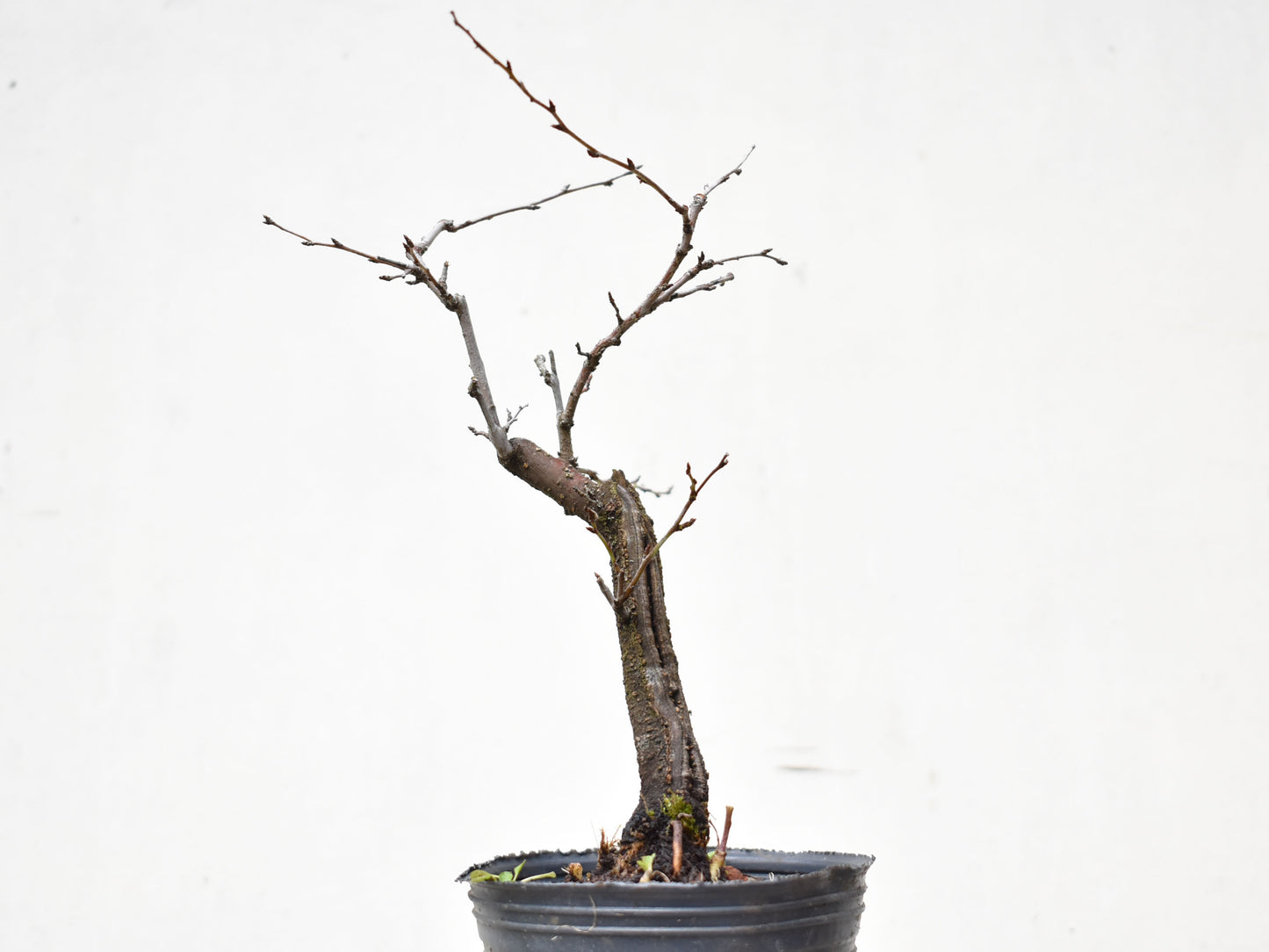 ENDRINO (Prunus Spinosa)