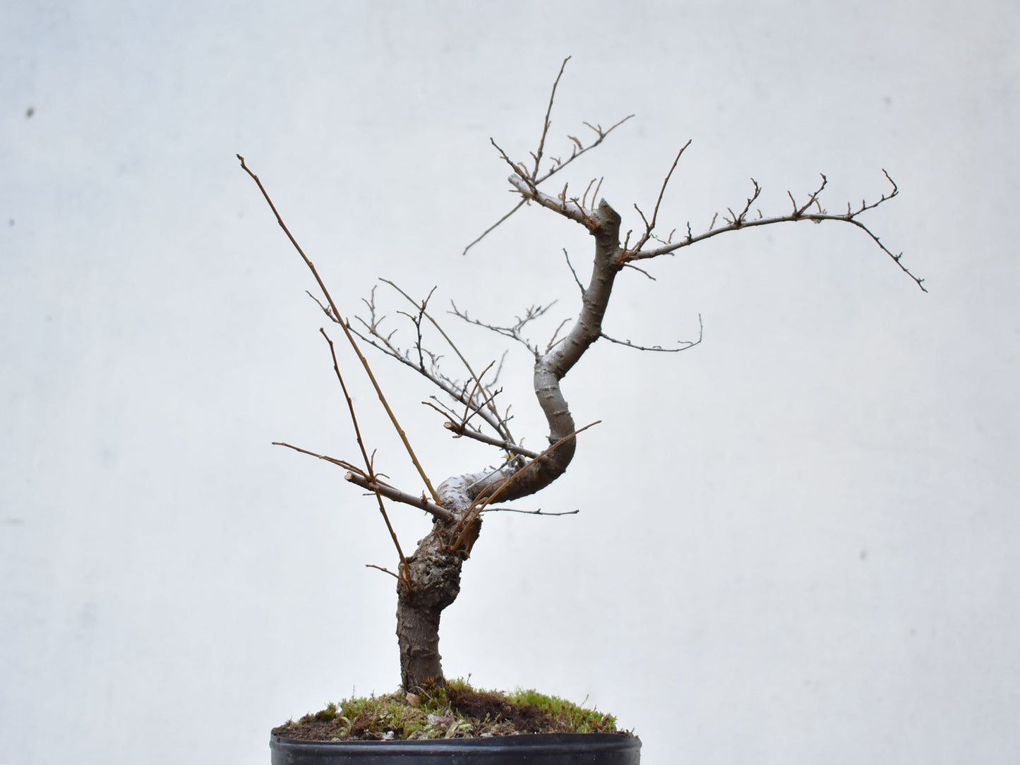 OLMO CHINO (Ulmus Parvifolia)