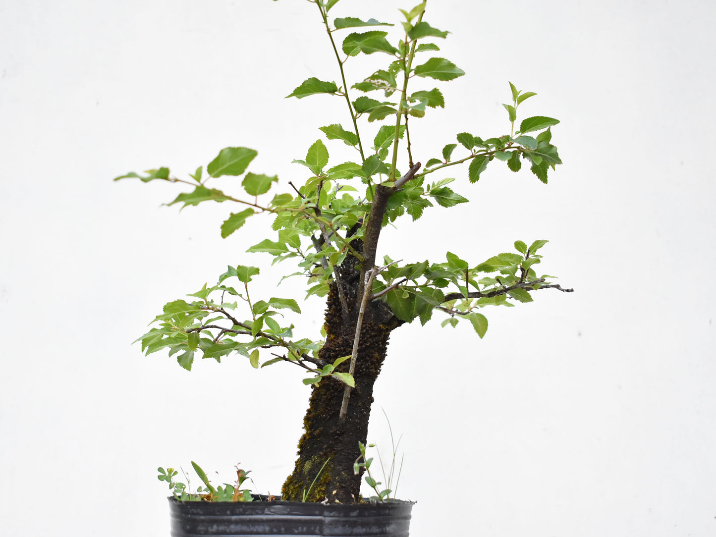 ENDRINO (Prunus Spinosa)