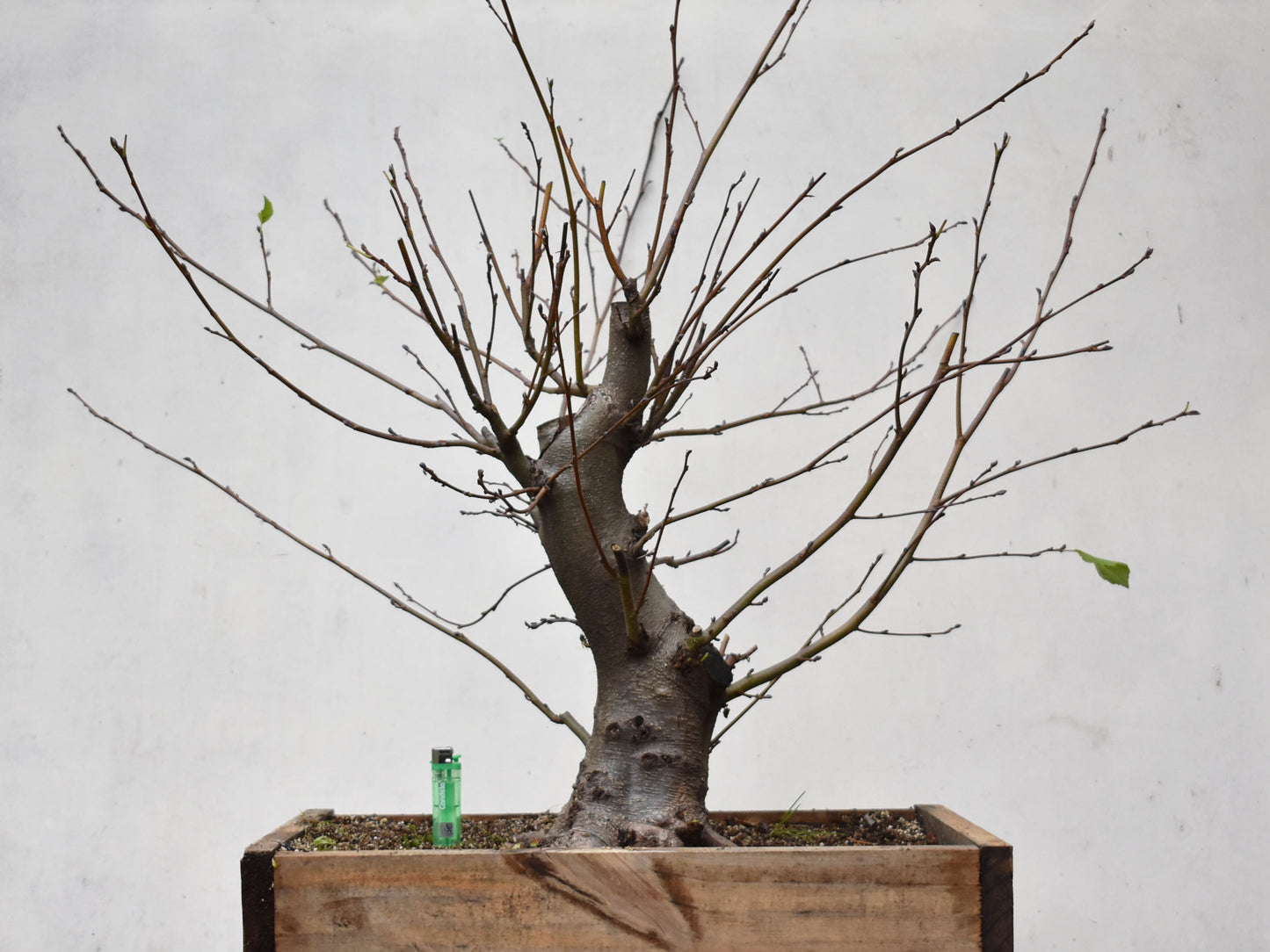 ALISO (Alnus Glutinosa)