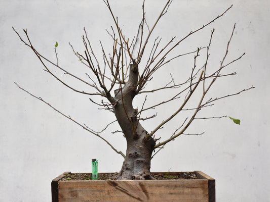 ALISO (Alnus Glutinosa)