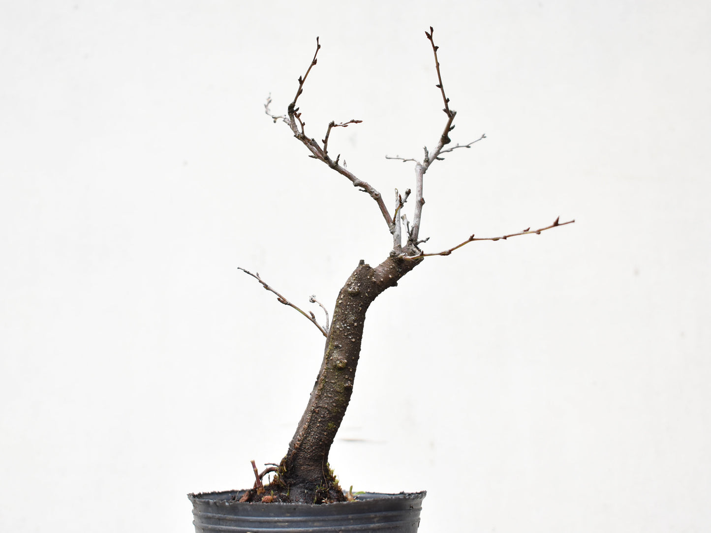 ENDRINO (Prunus Spinosa)