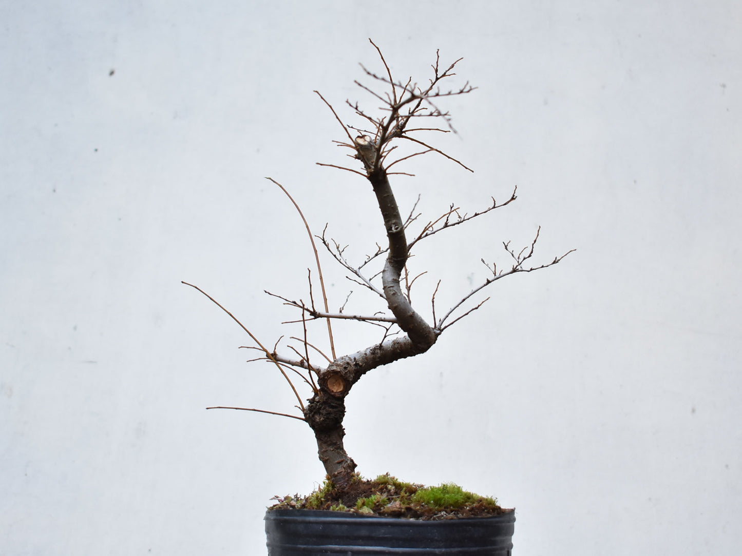 OLMO CHINO (Ulmus Parvifolia)