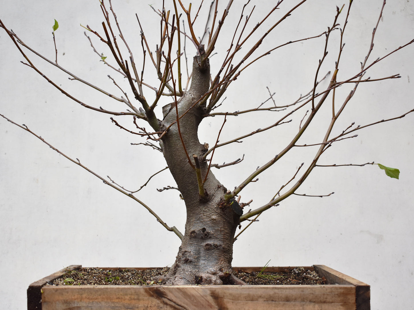 ALISO (Alnus Glutinosa)