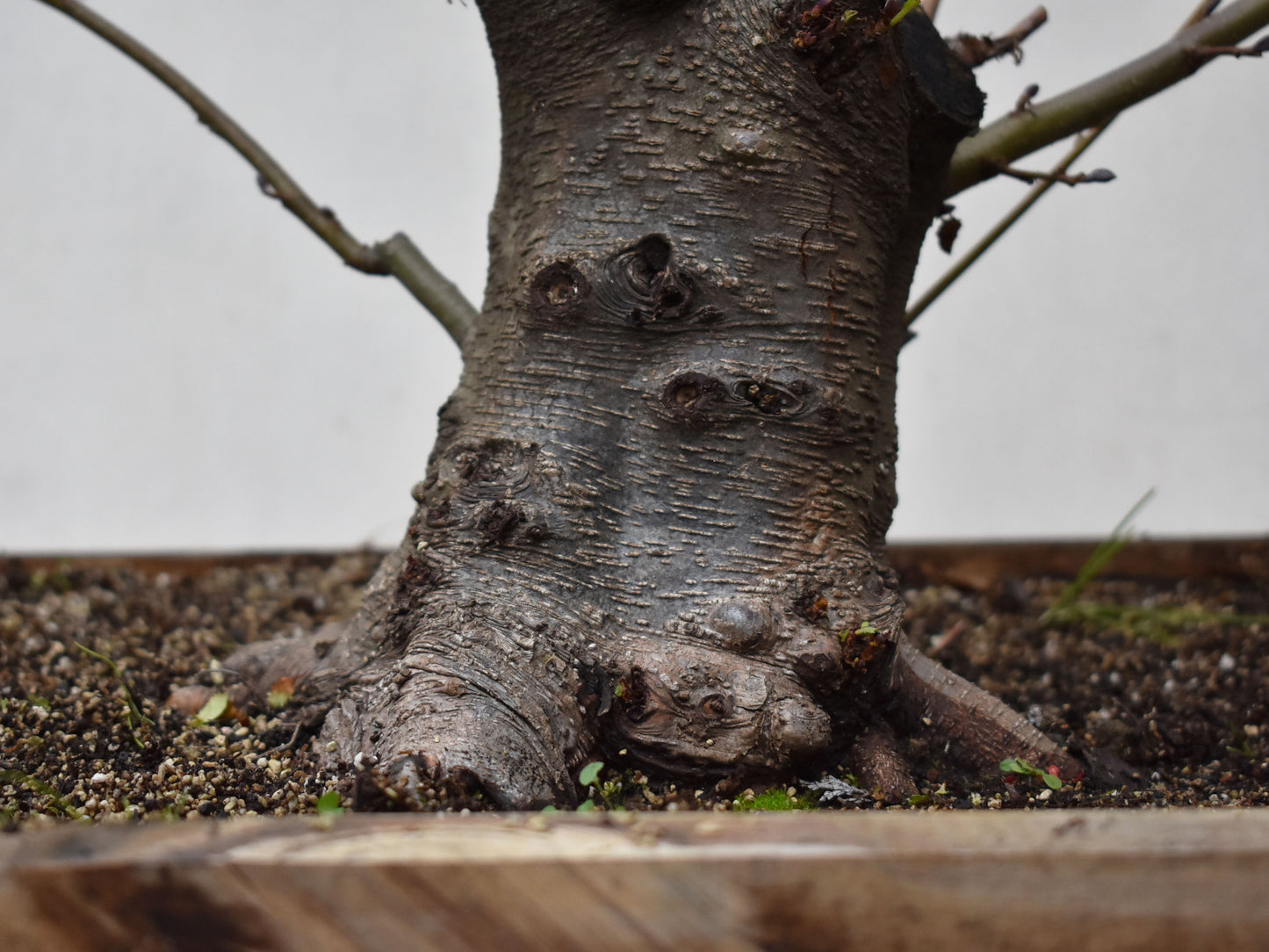 ALISO (Alnus Glutinosa)