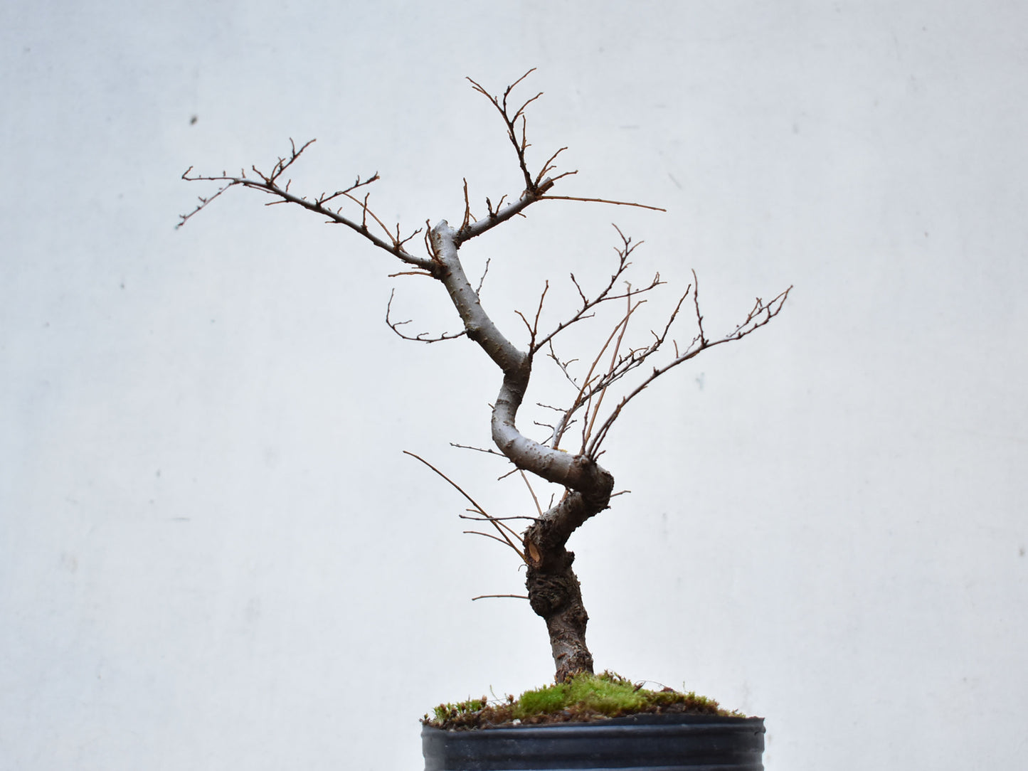 OLMO CHINO (Ulmus Parvifolia)