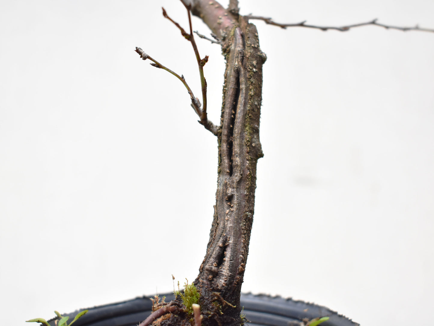 ENDRINO (Prunus Spinosa)