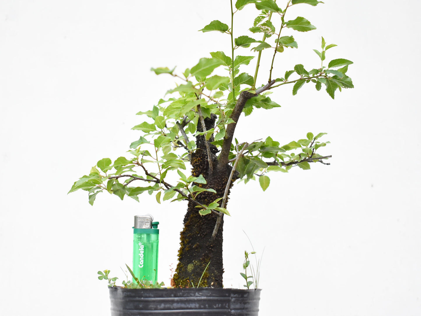 ENDRINO (Prunus Spinosa)