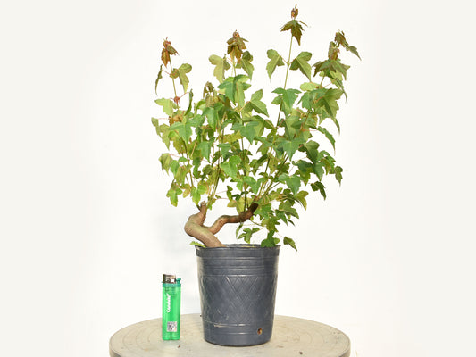 KAEDE (Arce Buergerianum)