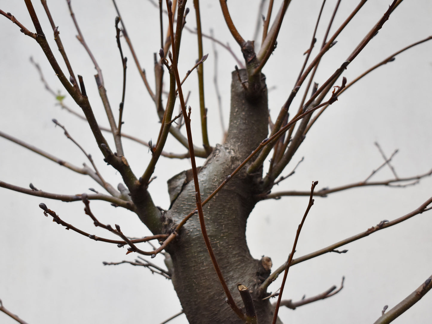 ALISO (Alnus Glutinosa)