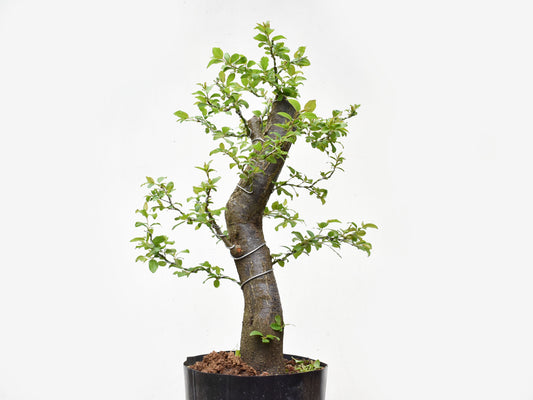 CIRUELO SILVESTRE (Prunus Cerasfera)
