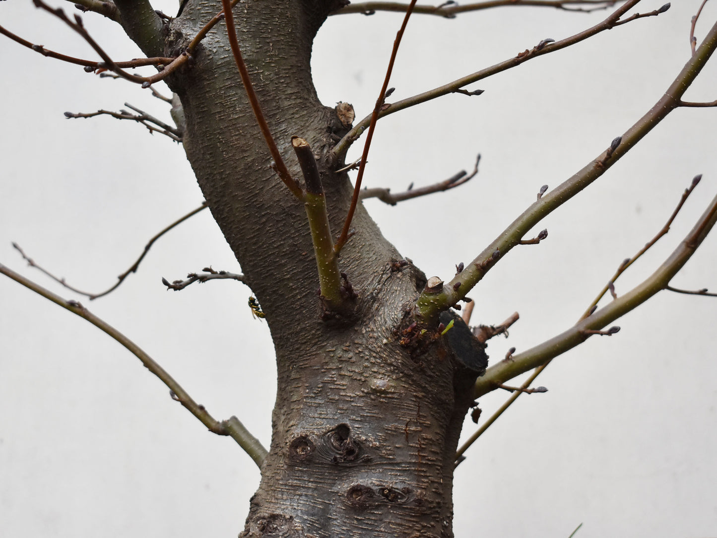 ALISO (Alnus Glutinosa)