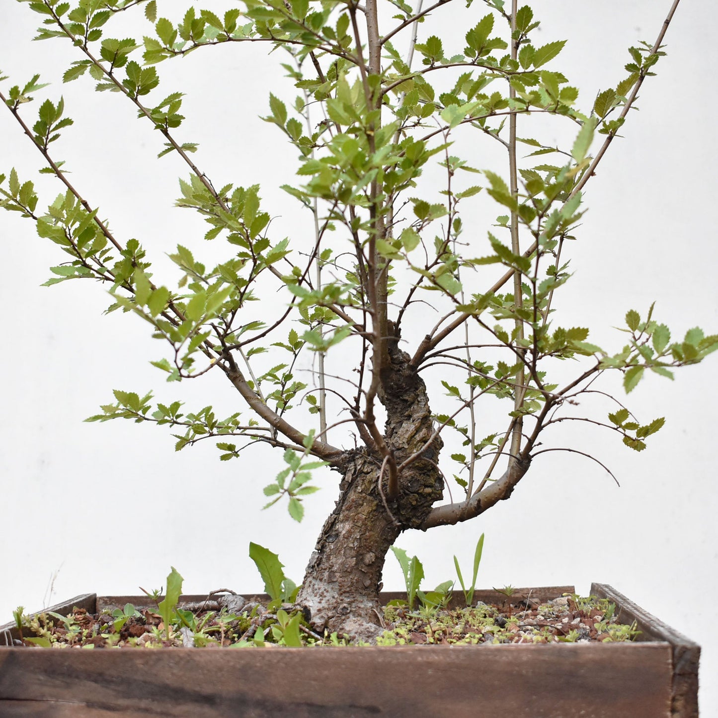 OLMO CHINO (Ulmus Parvifolia)