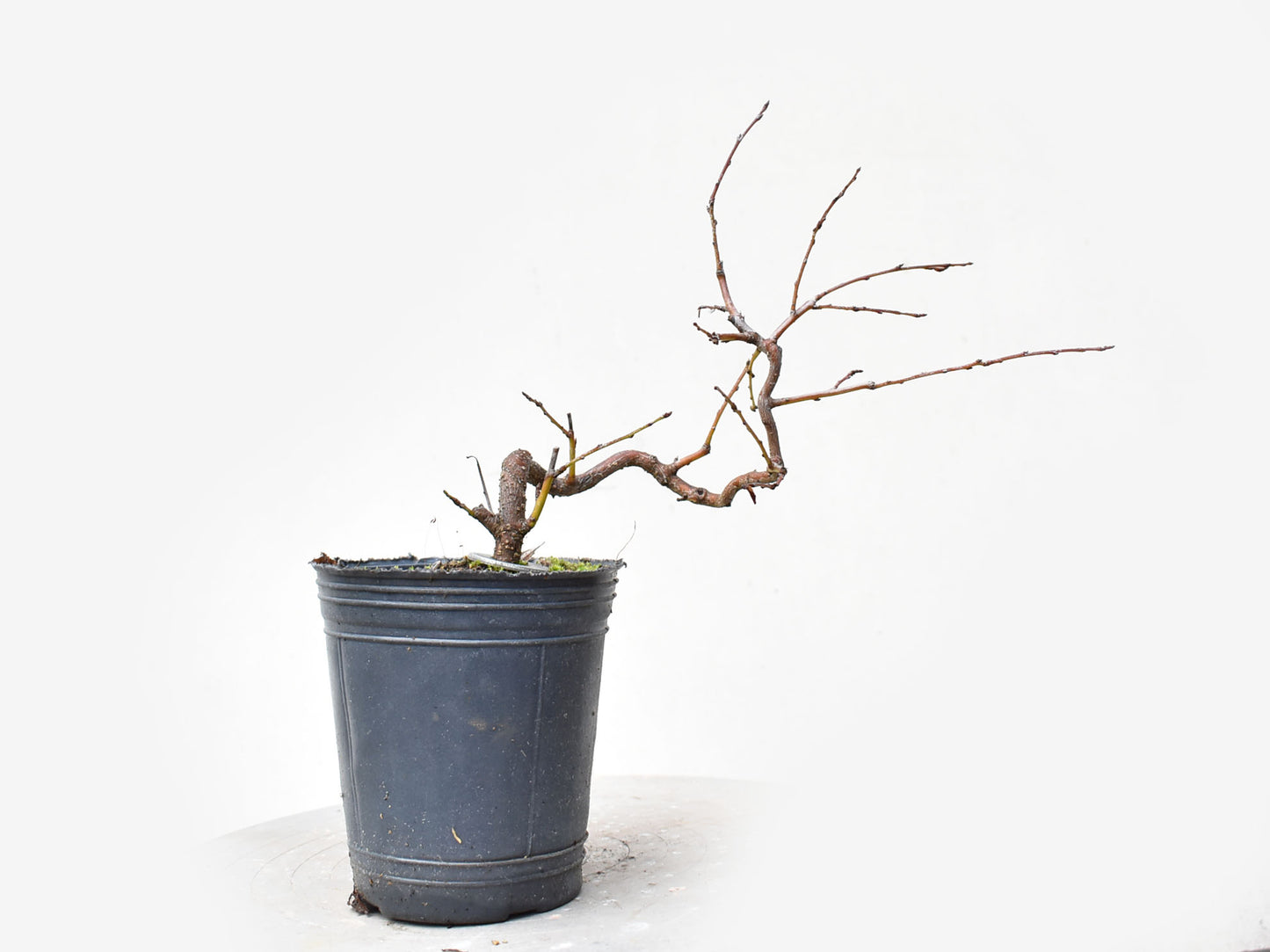 ENDRINO (Prunus Spinosa)