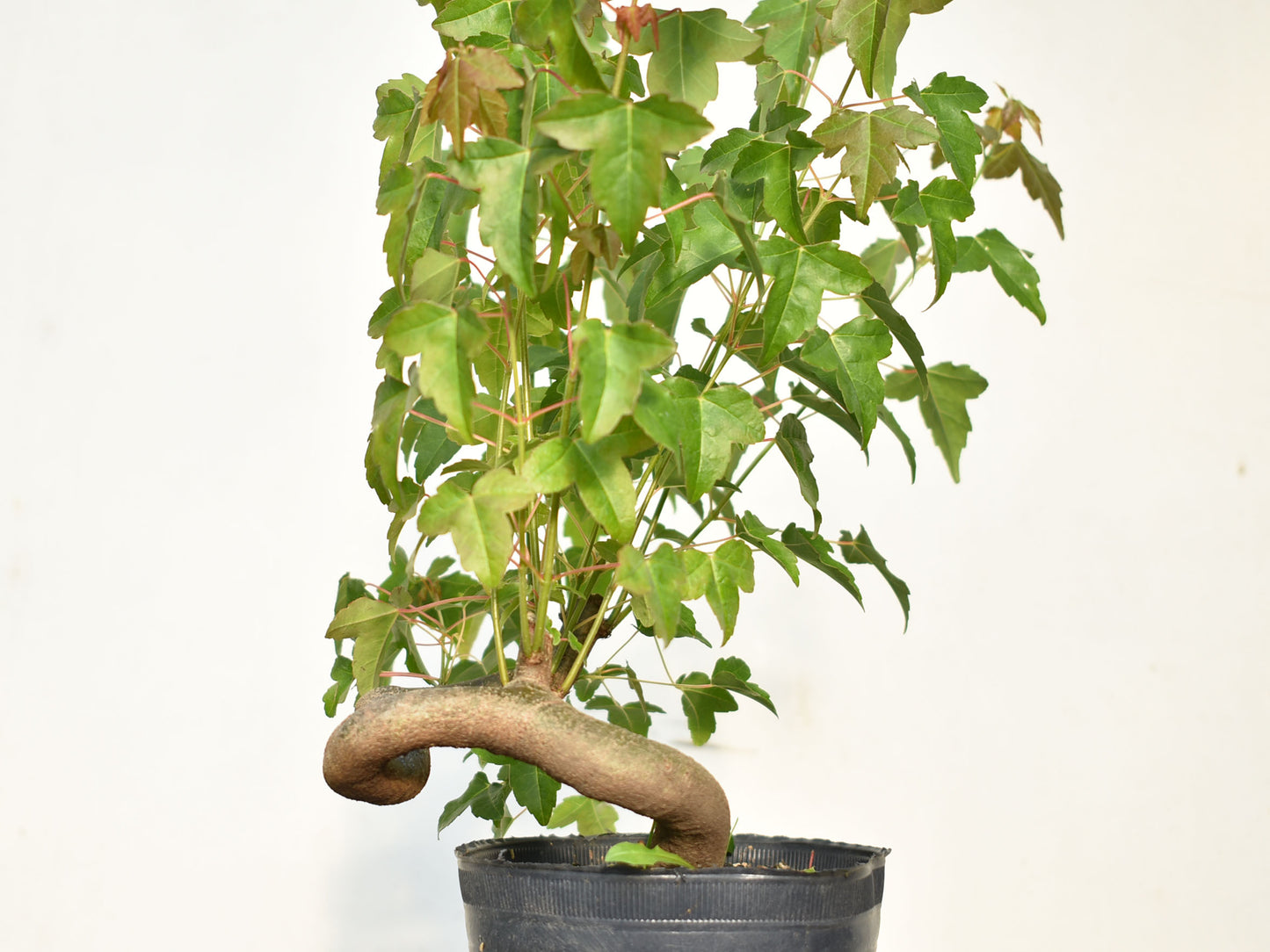 KAEDE (Arce Buergerianum)