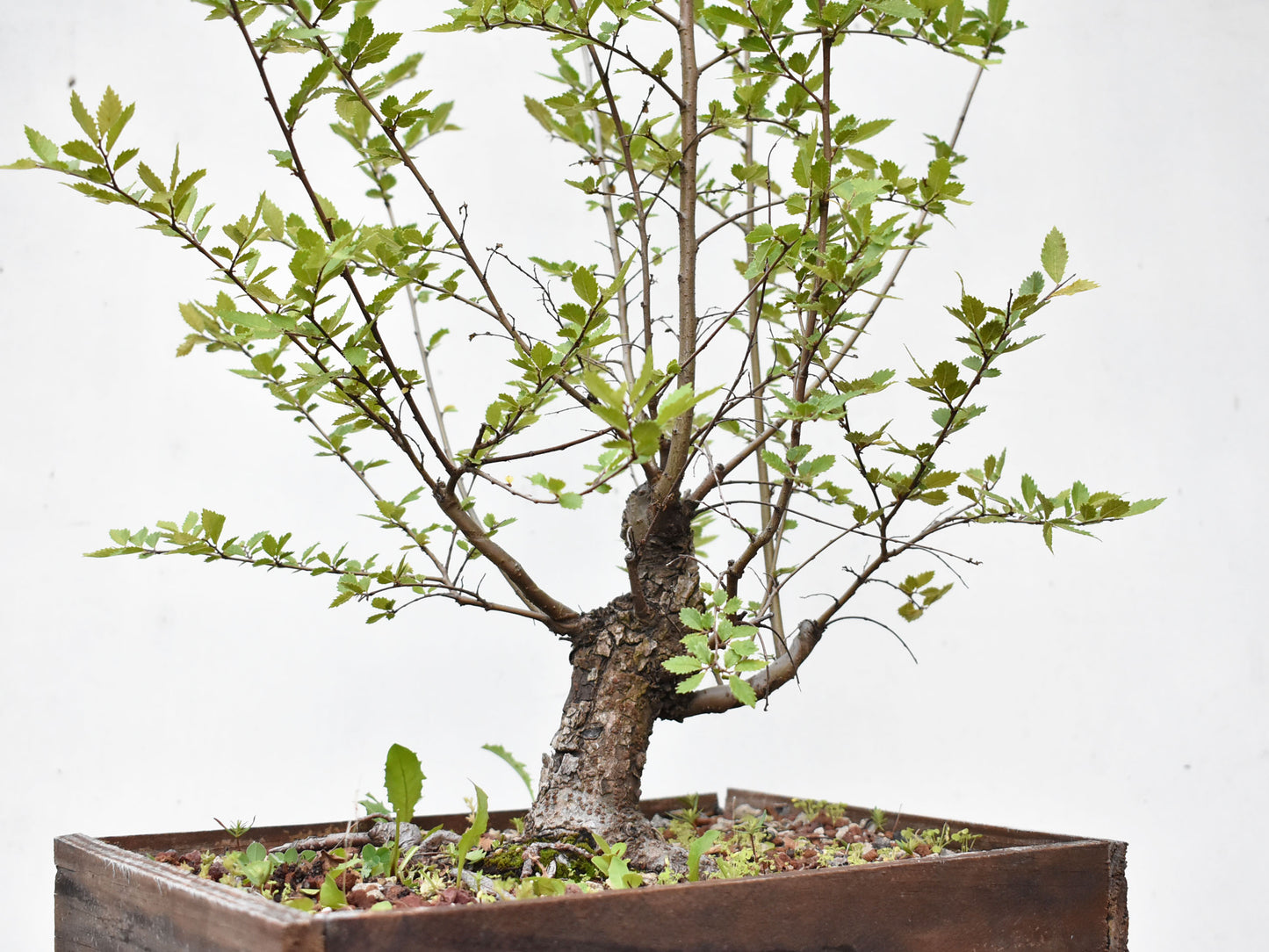 OLMO CHINO (Ulmus Parvifolia)