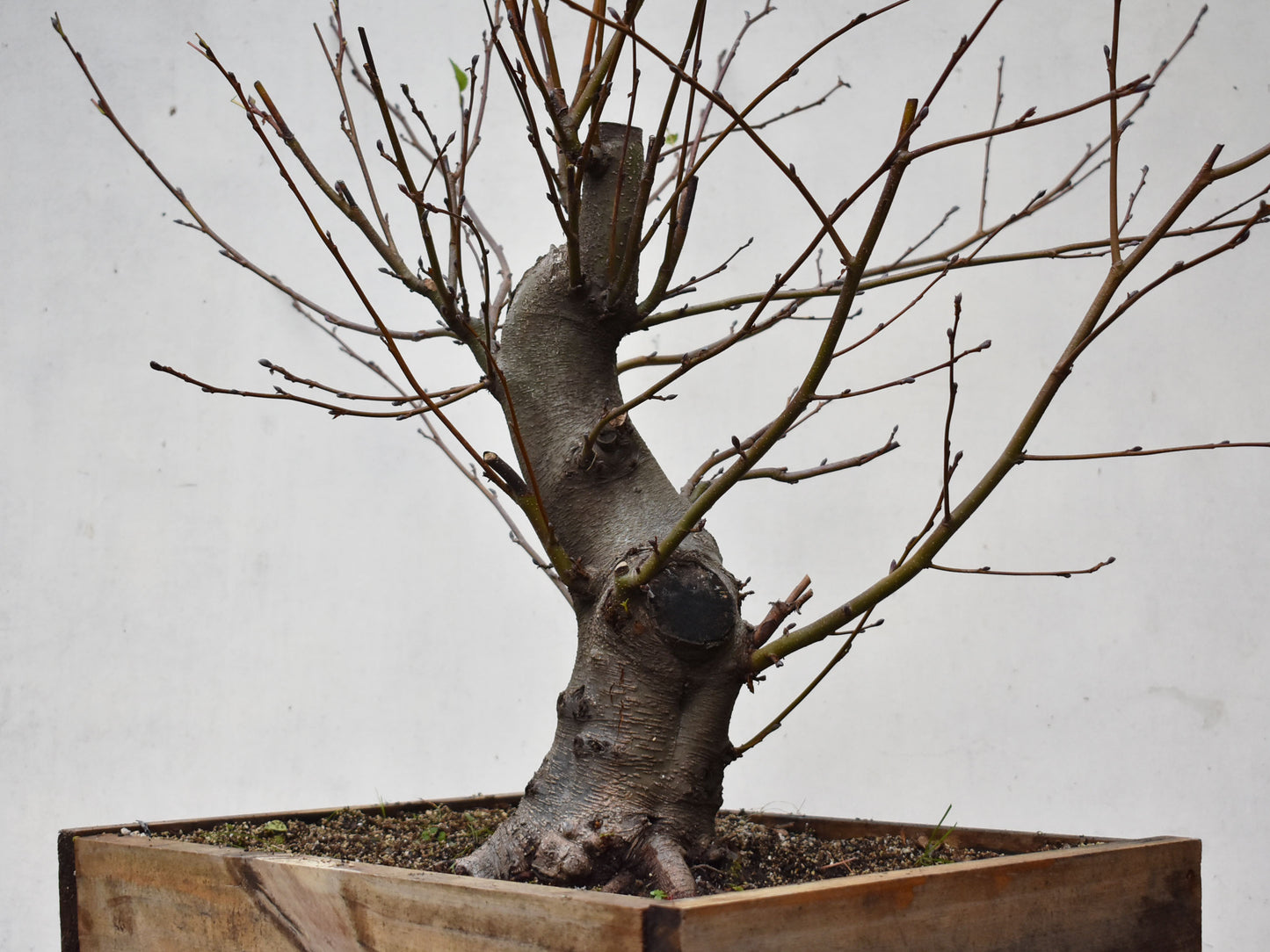 ALISO (Alnus Glutinosa)