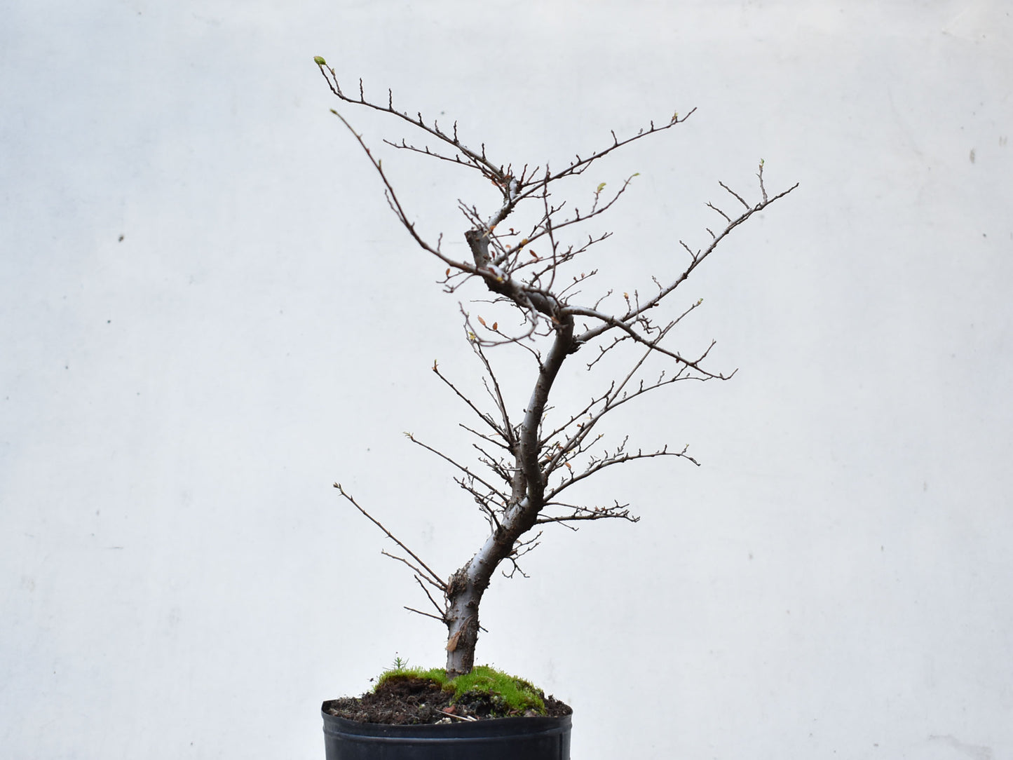 OLMO CHINO (Ulmus Parvifolia)