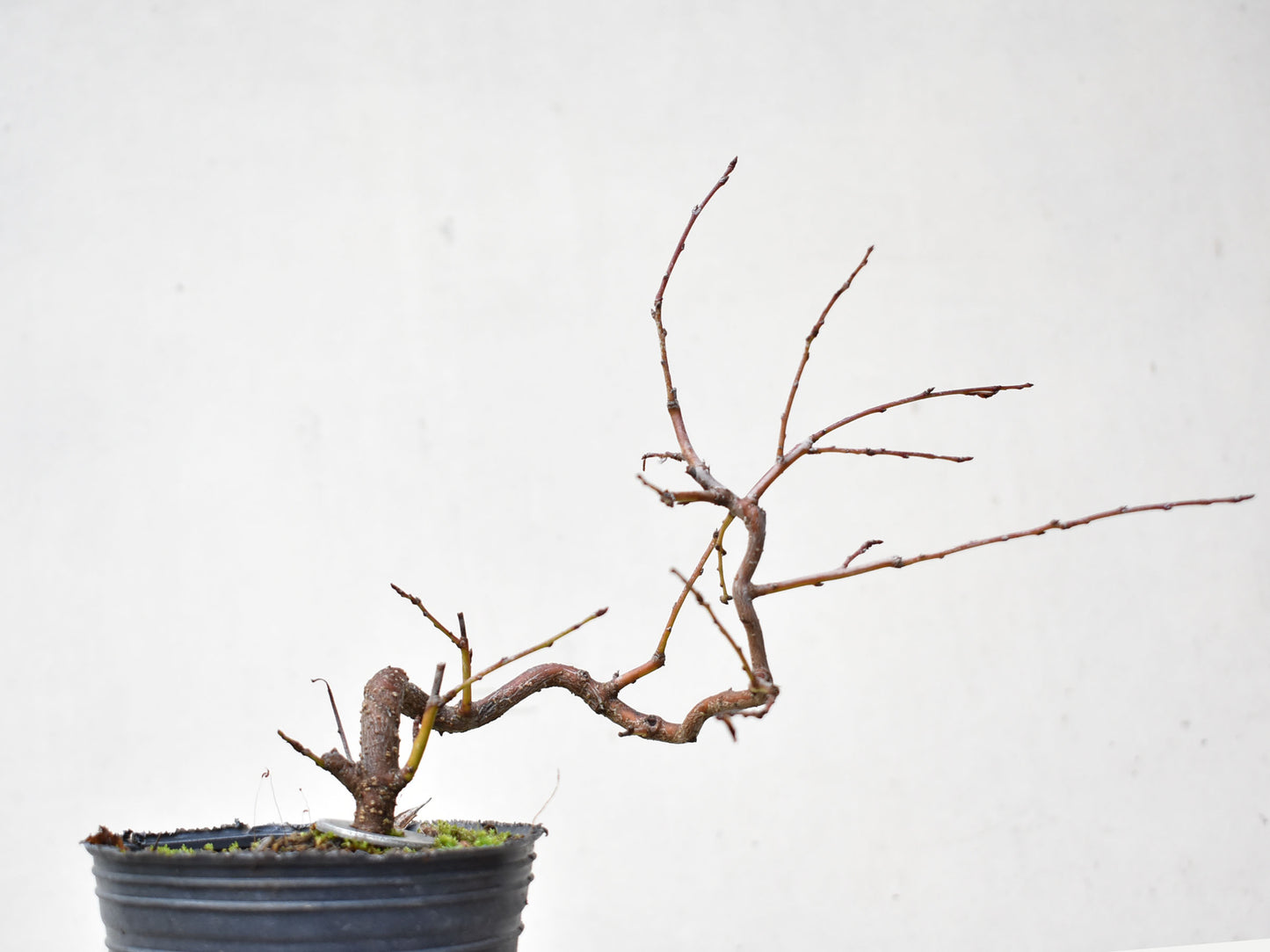 ENDRINO (Prunus Spinosa)