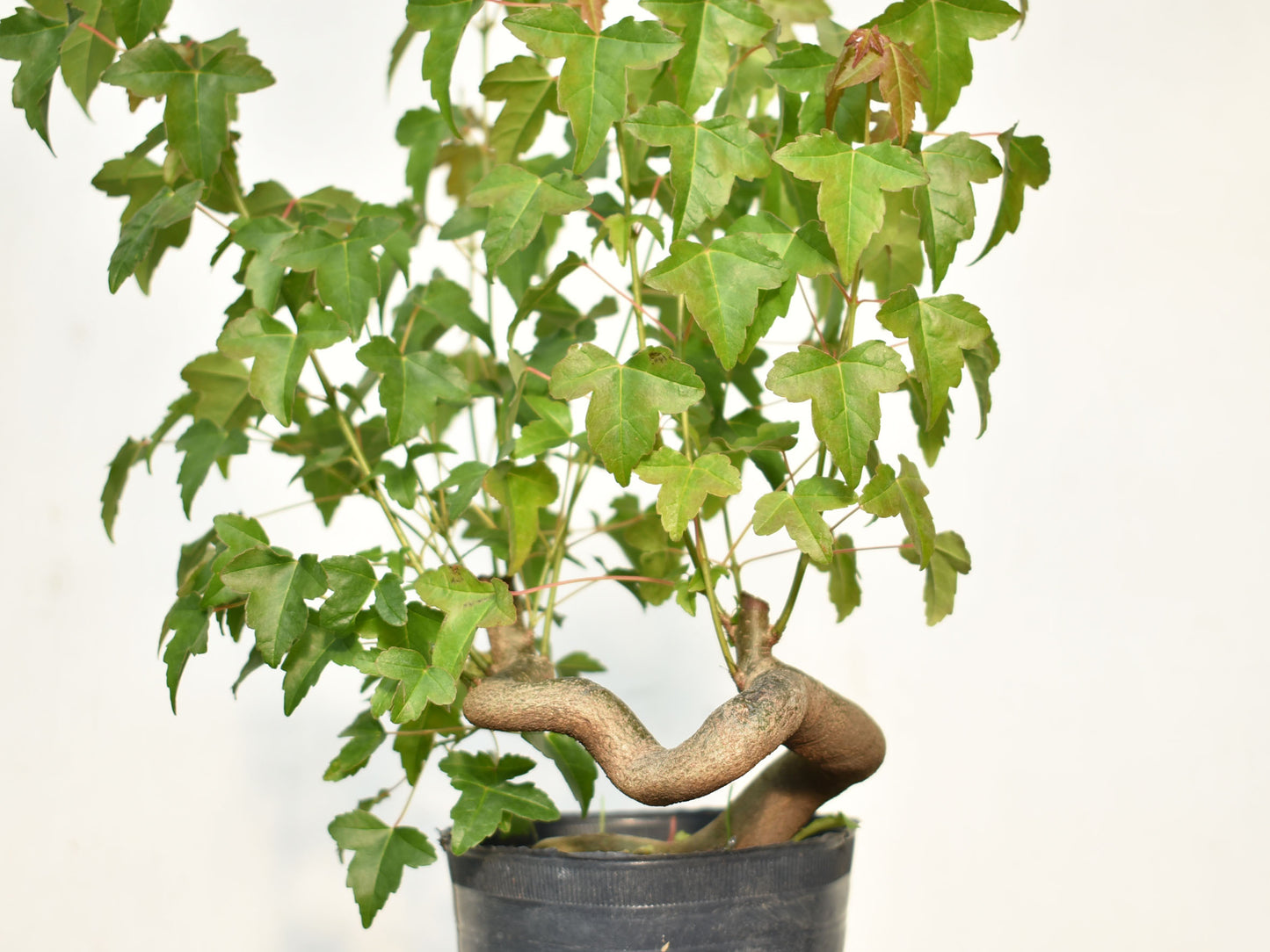 KAEDE (Arce Buergerianum)