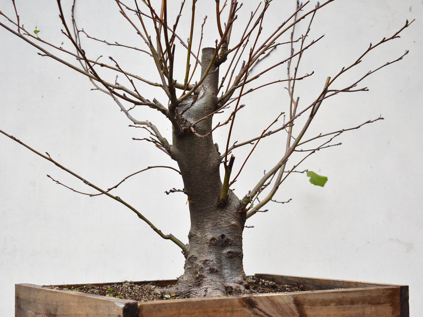 ALISO (Alnus Glutinosa)