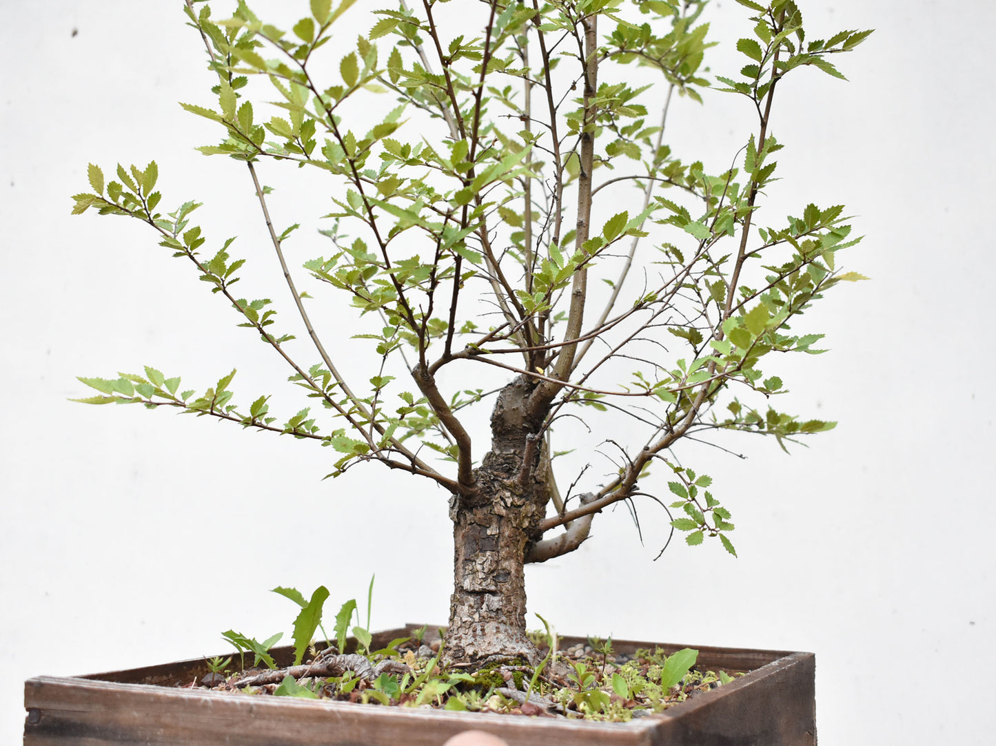 OLMO CHINO (Ulmus Parvifolia)