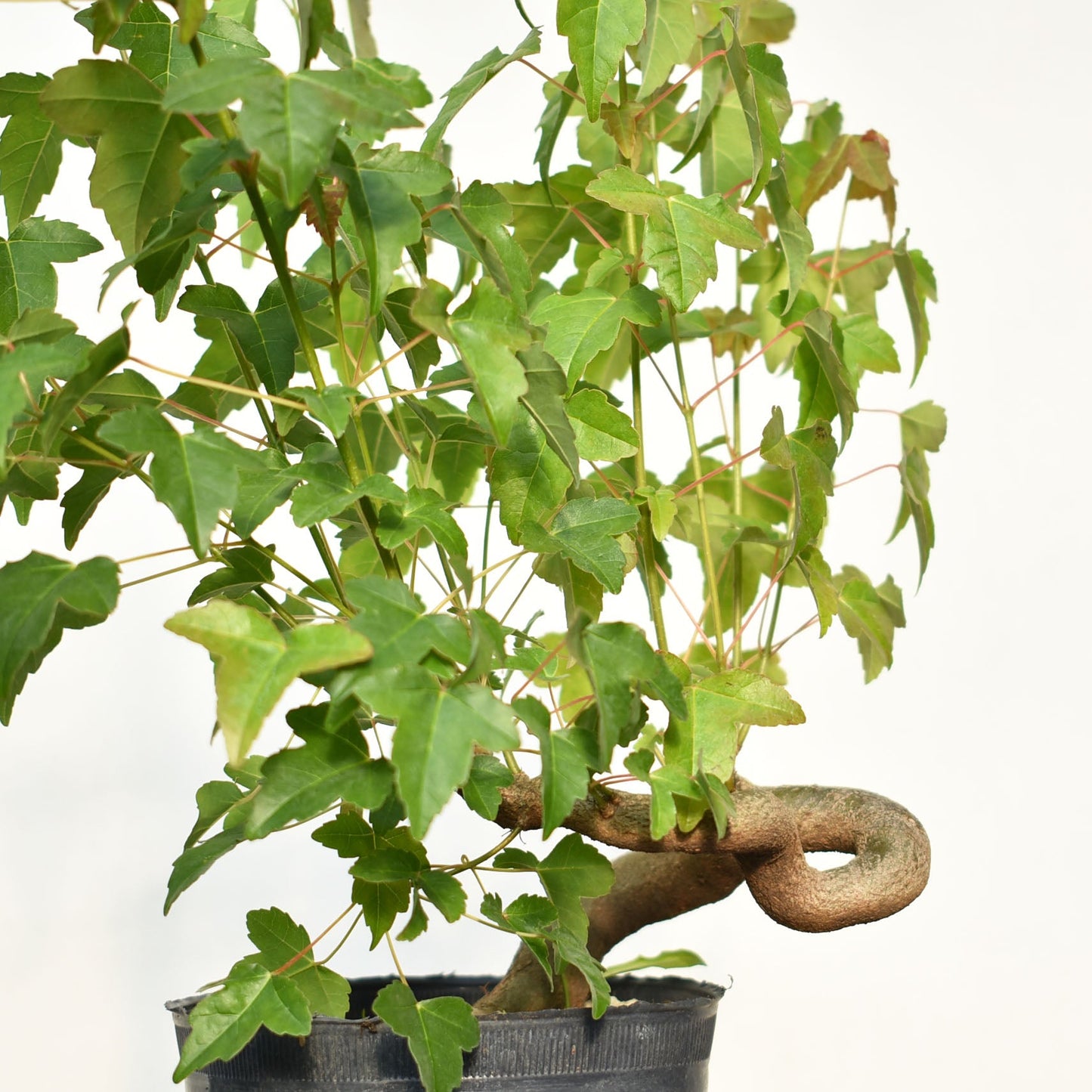 KAEDE (Arce Buergerianum)