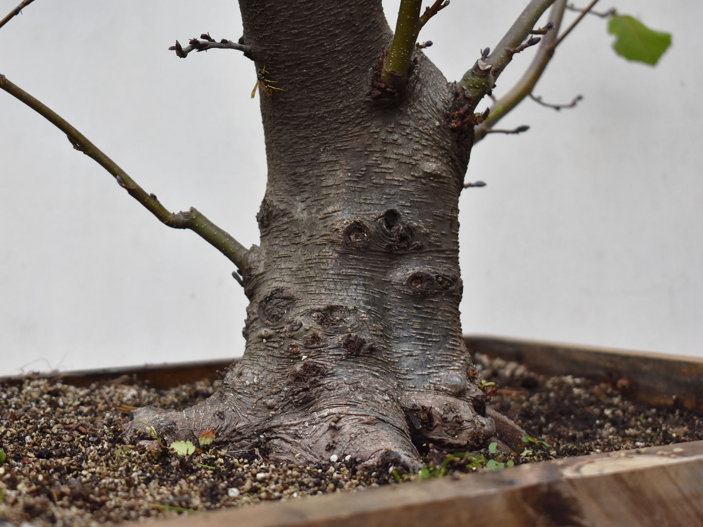 ALISO (Alnus Glutinosa)