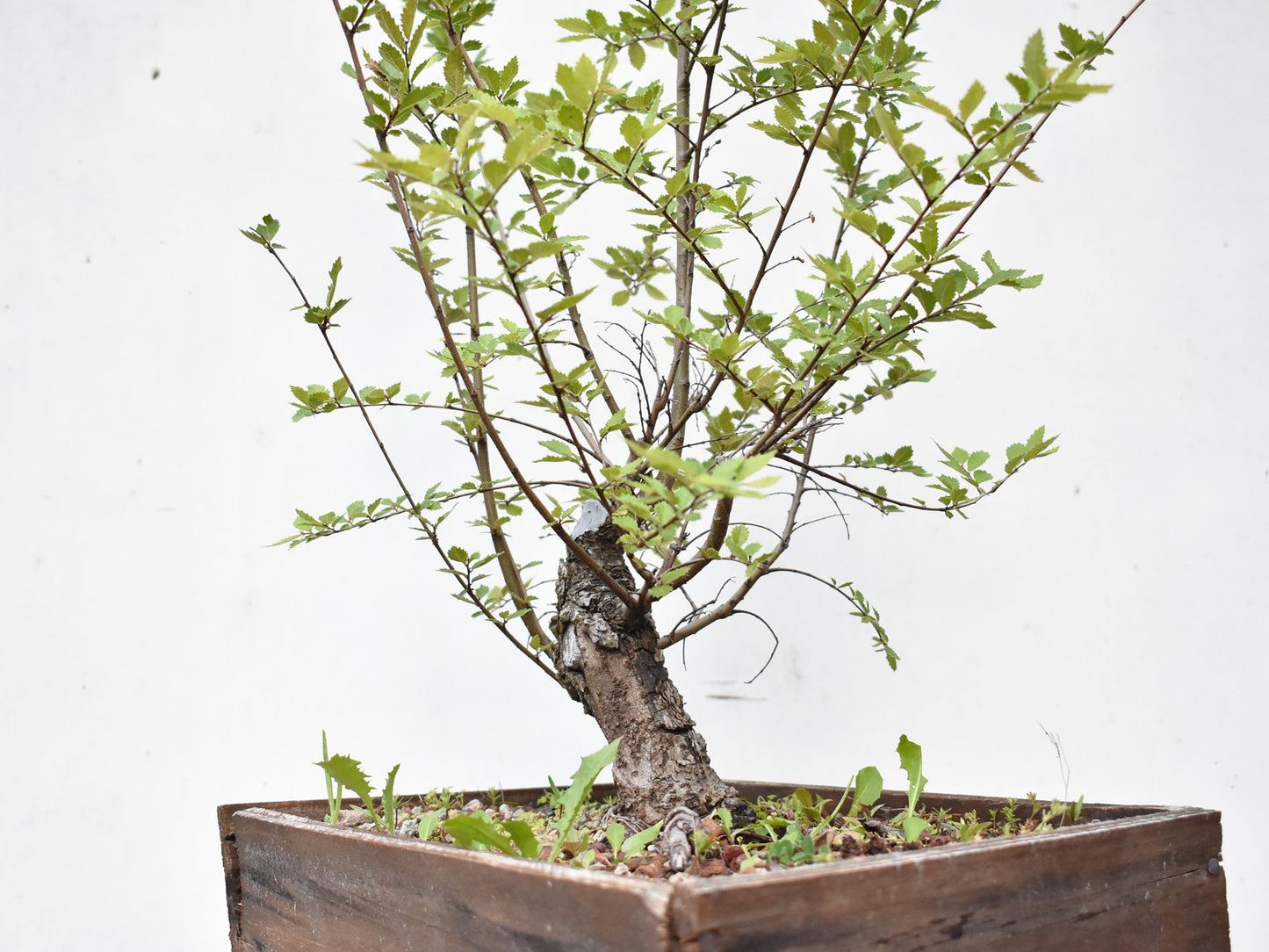 OLMO CHINO (Ulmus Parvifolia)