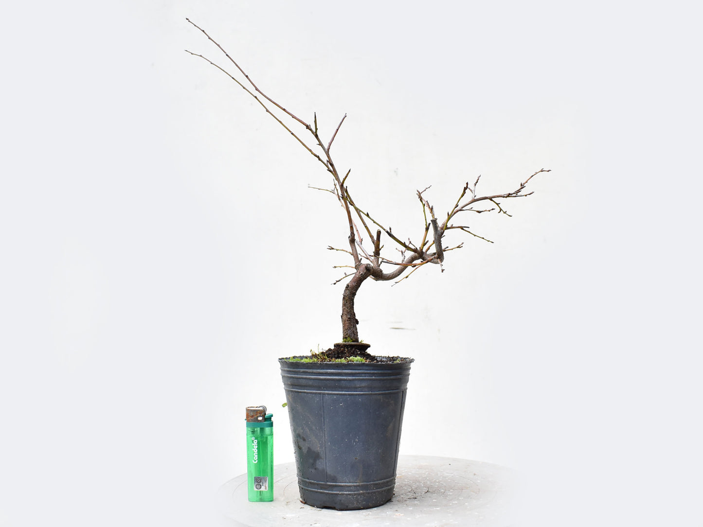 ENDRINO (Prunus Spinosa)