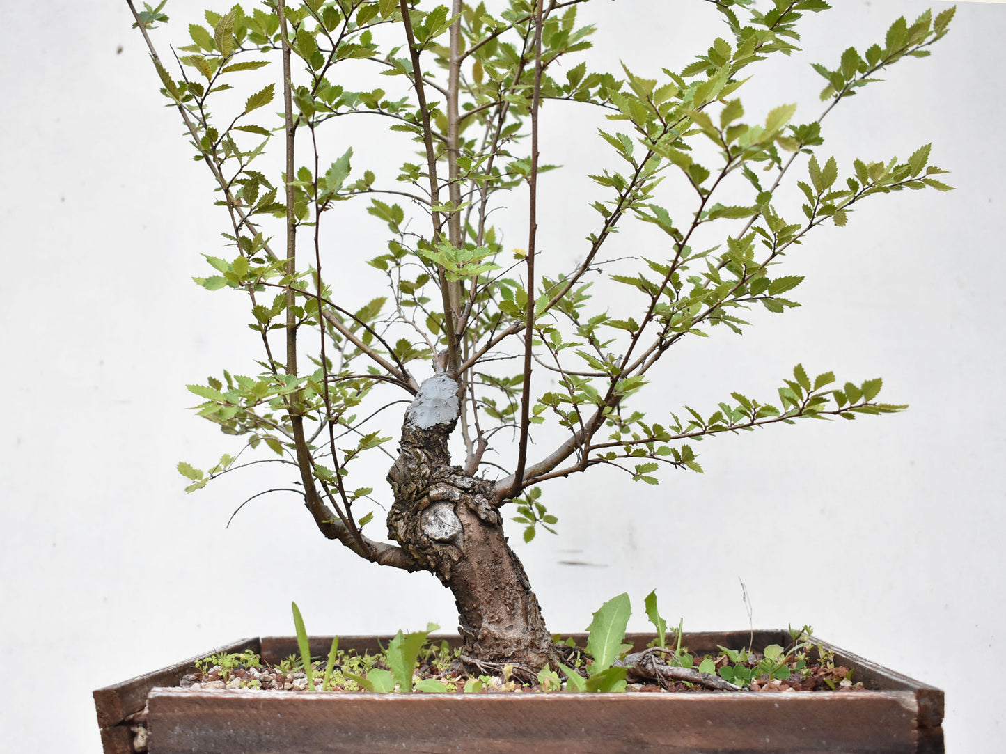 OLMO CHINO (Ulmus Parvifolia)