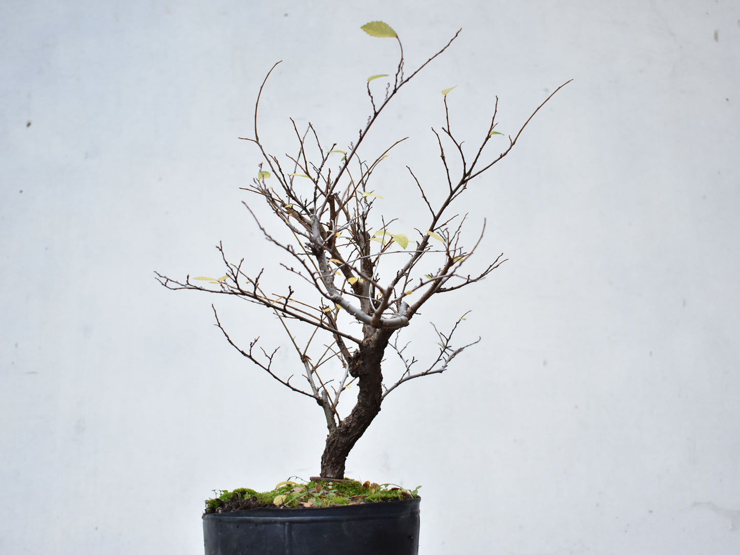 OLMO CHINO (Ulmus Parvifolia)