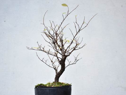 OLMO CHINO (Ulmus Parvifolia)