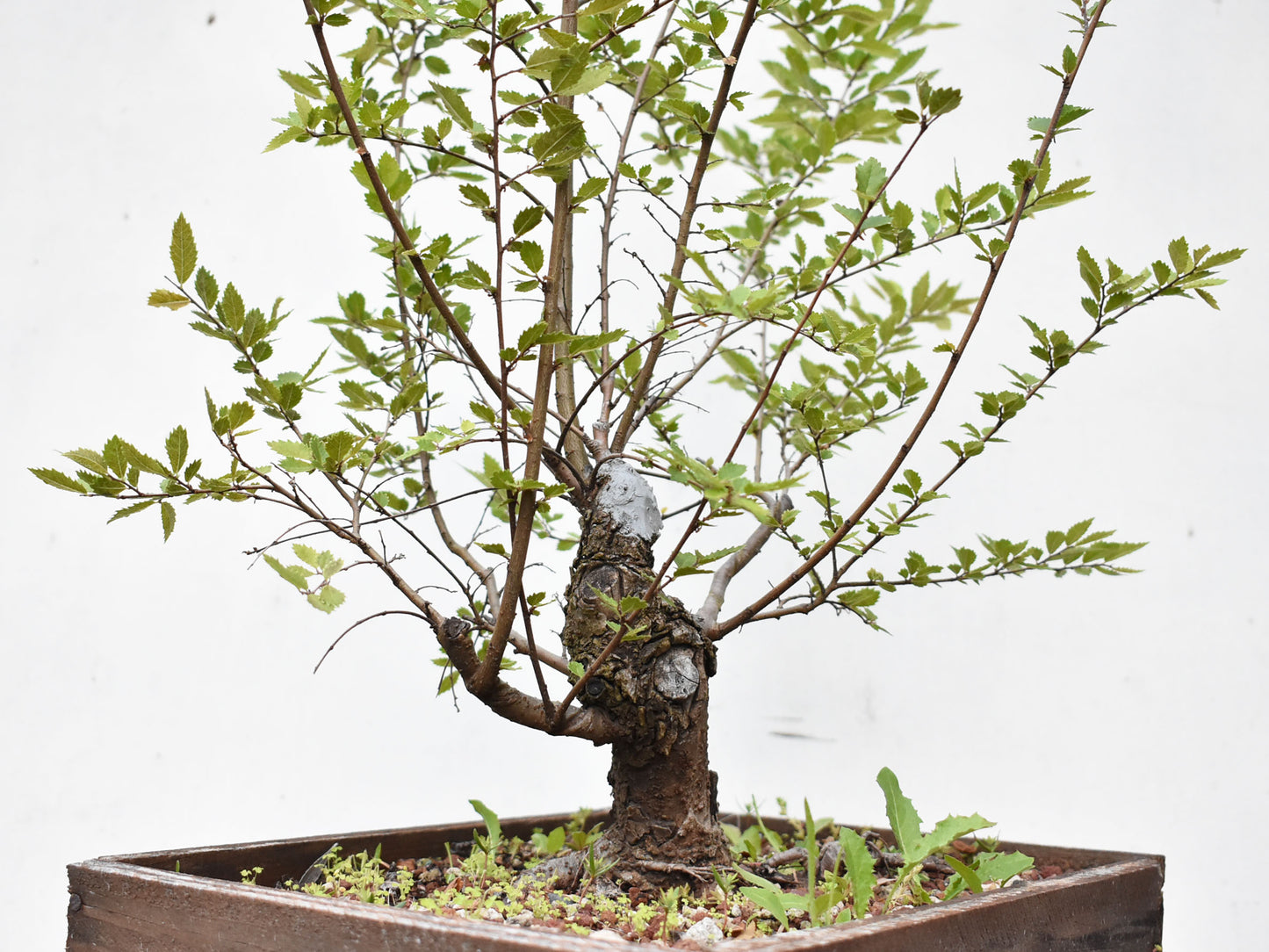 OLMO CHINO (Ulmus Parvifolia)