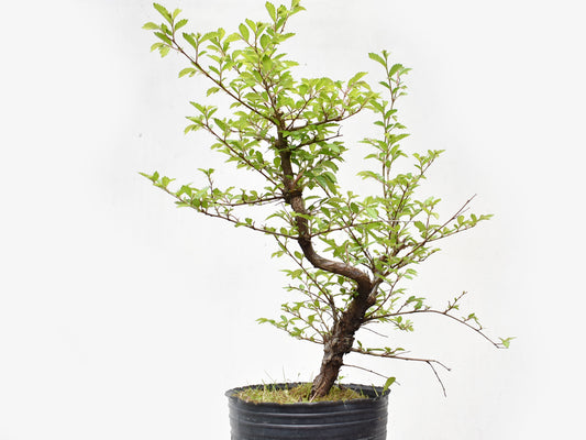 OLMO CHINO (Ulmus Parvifolia)