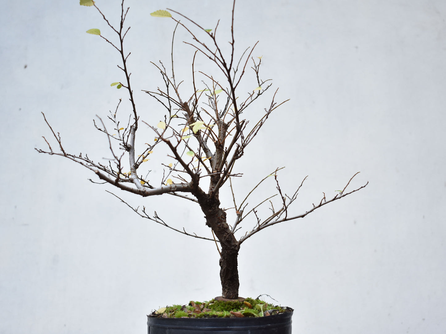OLMO CHINO (Ulmus Parvifolia)