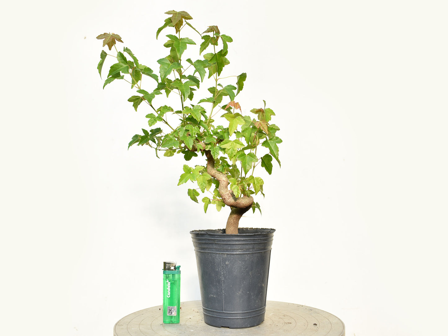 KAEDE (Arce Buergerianum)