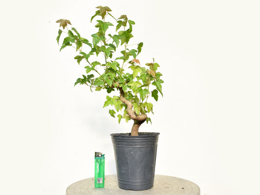 KAEDE (Arce Buergerianum)